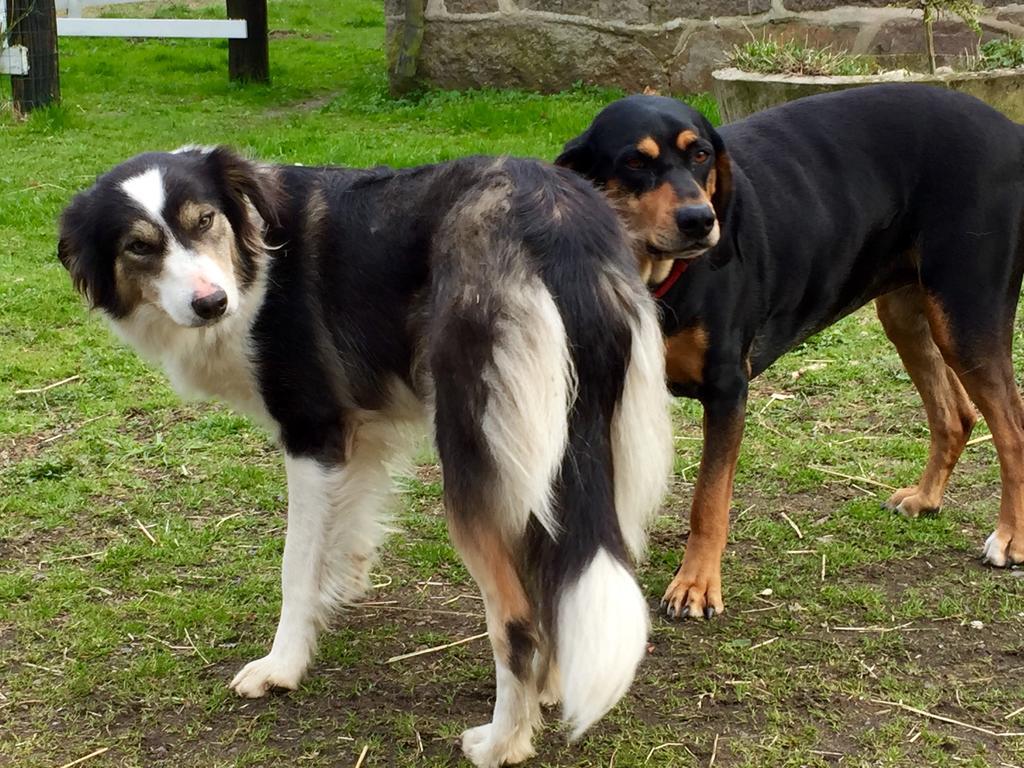 Farm Stay Happy Dogs Ranch Veberod Ngoại thất bức ảnh